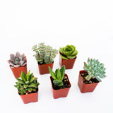Select Succulent Assortment
