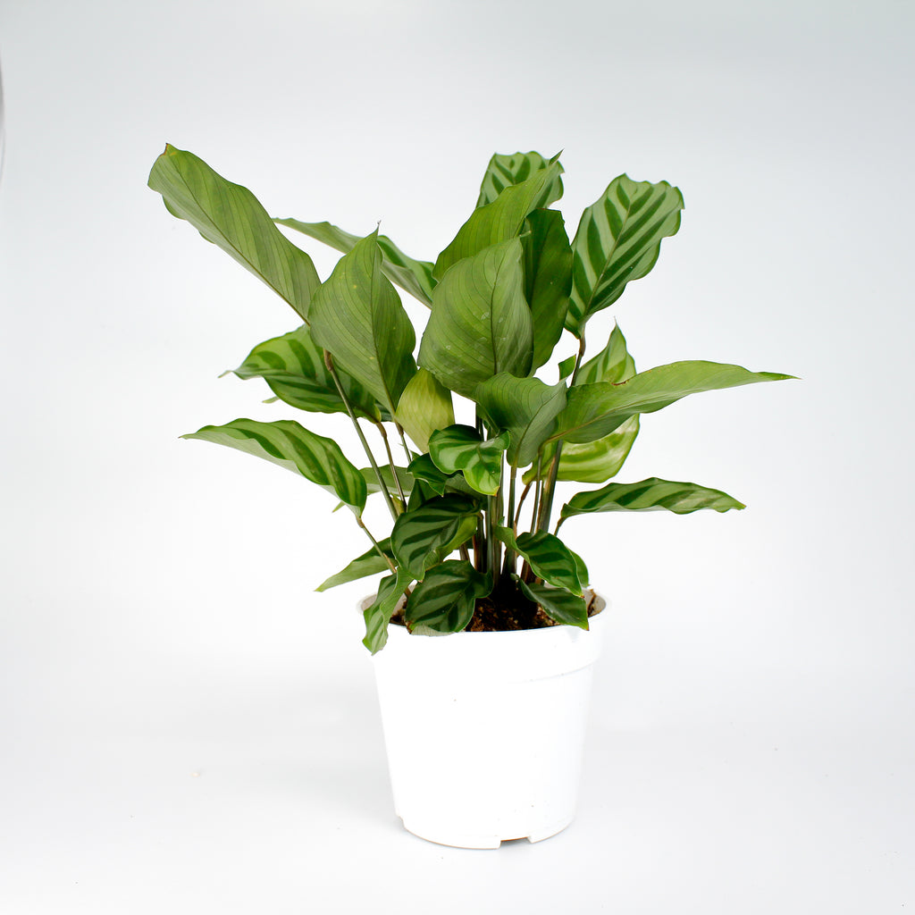 Prayer Plant Calathia Freddy