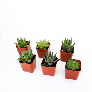 Haworthia Mix