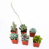 Select Succulent Assortment