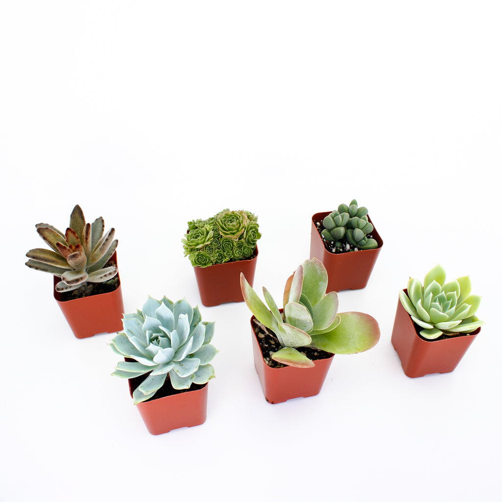 Select Succulent Assortment
