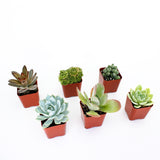 Select Succulent Assortment