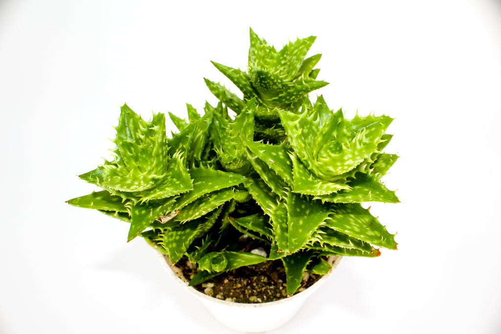 Haworthia Mix