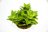 Haworthia Mix
