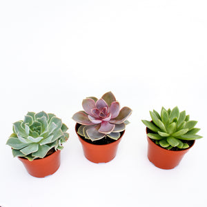 Echeveria Mix