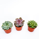 Echeveria Mix