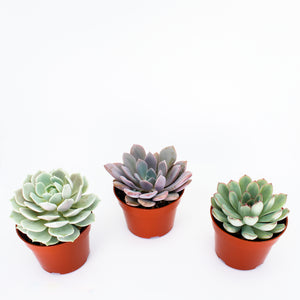 Echeveria Mix