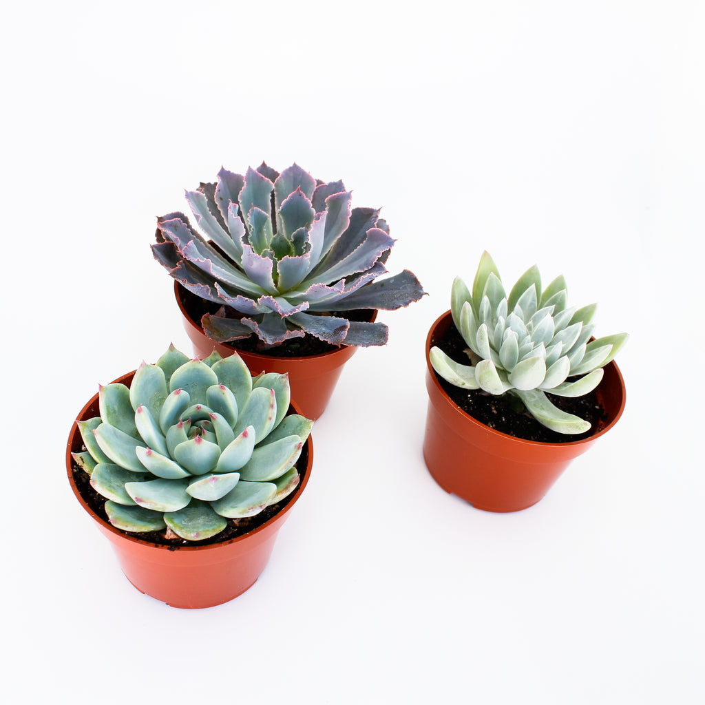 Echeveria Mix