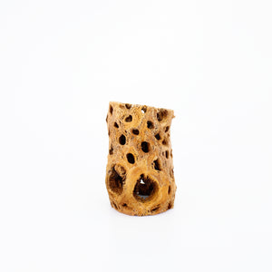 Cholla Wood