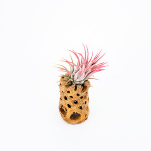 Cholla Wood