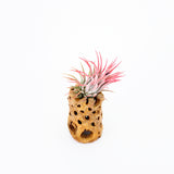 Cholla Wood