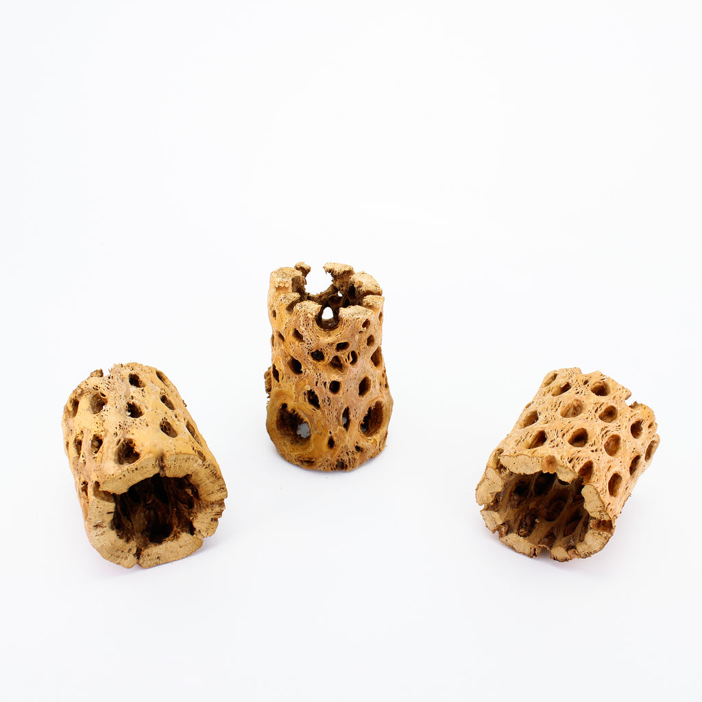 Cholla Wood