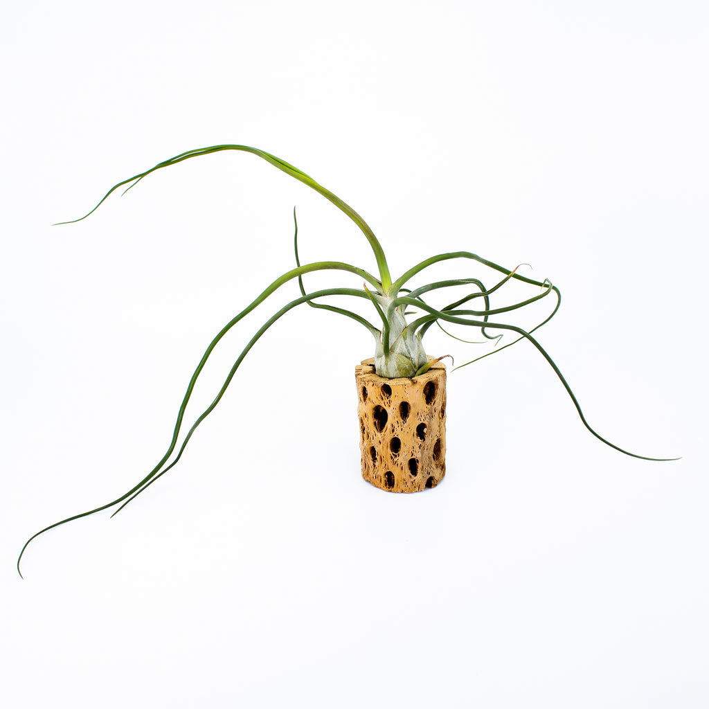 Bulbosa Belize