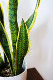 Snake Plant Sansevieria Laurenti