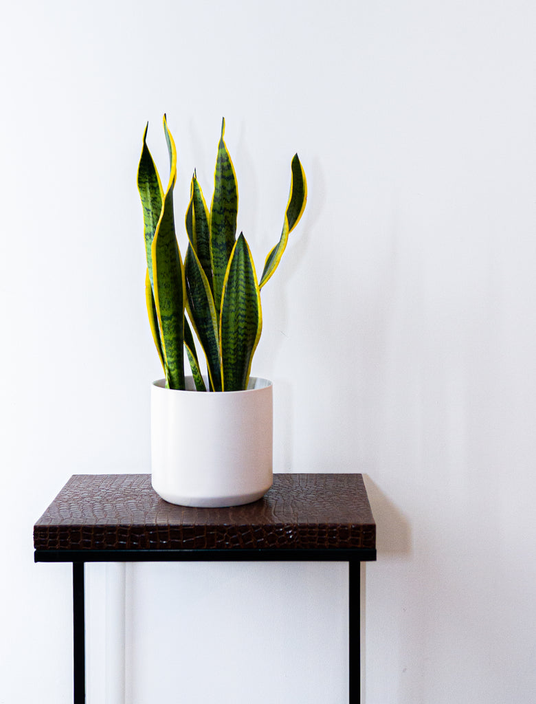 Snake Plant Sansevieria Laurenti