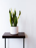Snake Plant Sansevieria Laurenti