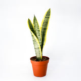 Snake Plant Sansevieria Laurenti