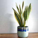 Snake Plant Sansevieria Laurenti