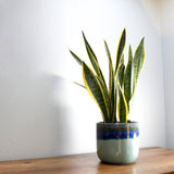 Snake Plant Sansevieria Laurenti