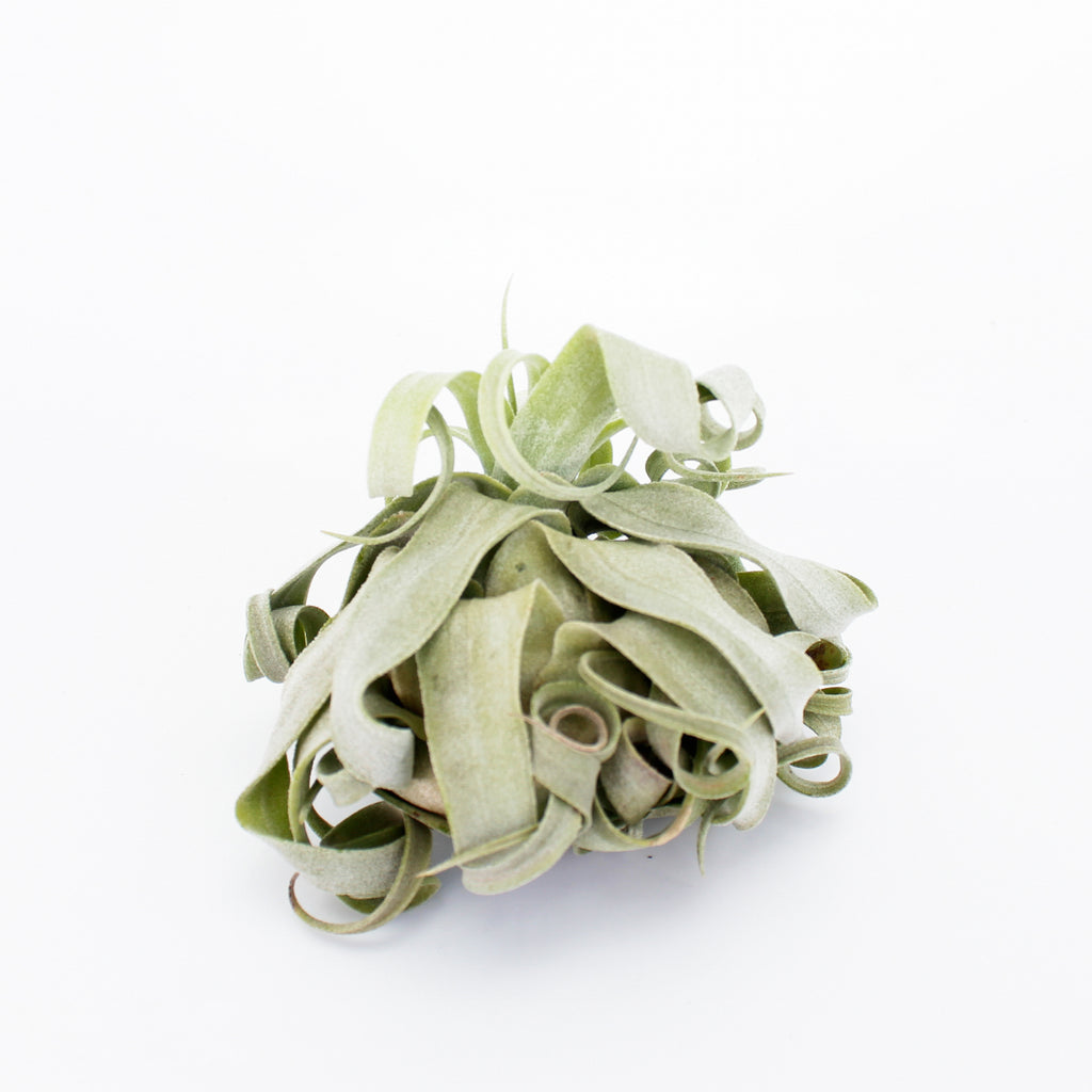 Streptophylla