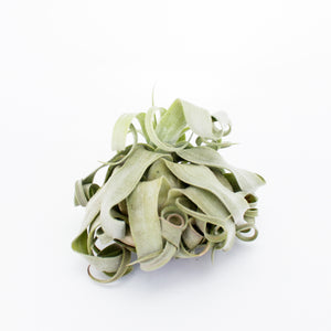 Streptophylla