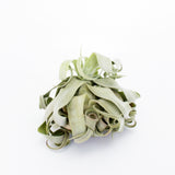 Streptophylla