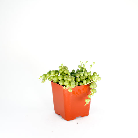 String Of Pearls