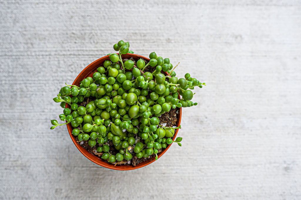 String Of Pearls