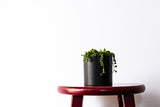 String Of Pearls