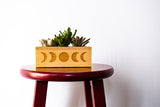 Select Succulent Assortment