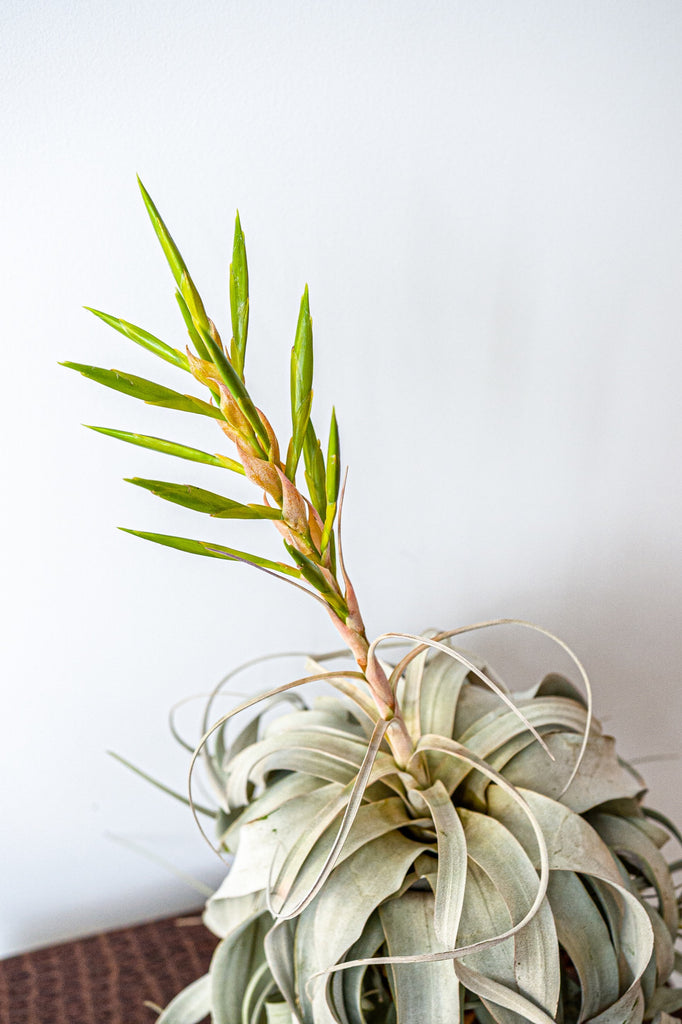 Xerographica