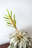Xerographica