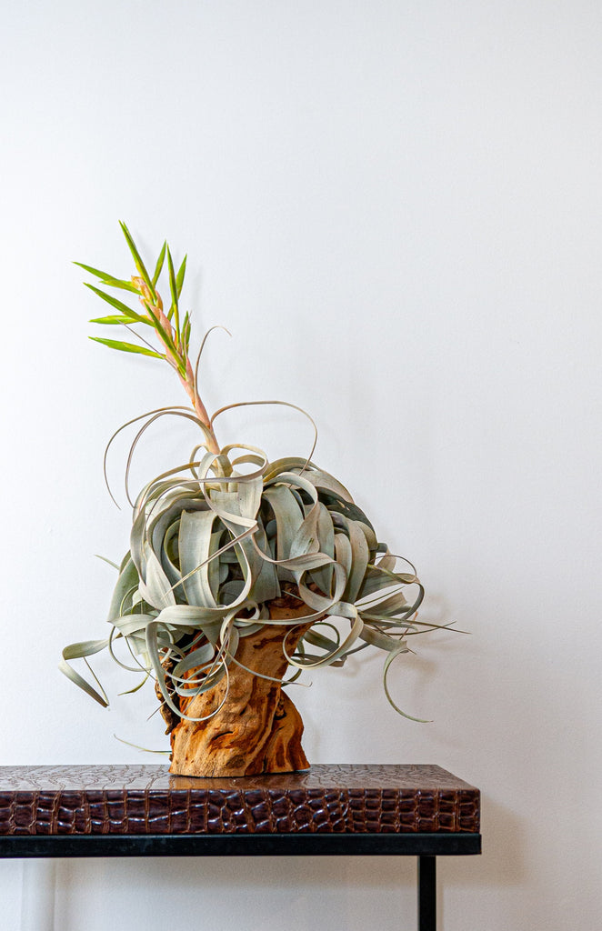 Xerographica