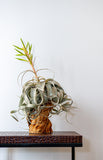 Xerographica