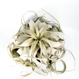 Xerographica
