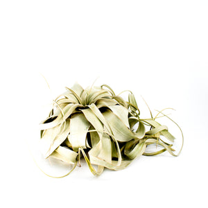 Xerographica