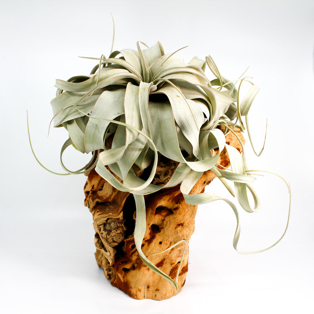 Xerographica