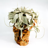 Xerographica