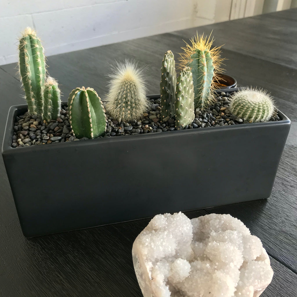 Cactus Mix