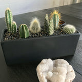 Cactus Mix