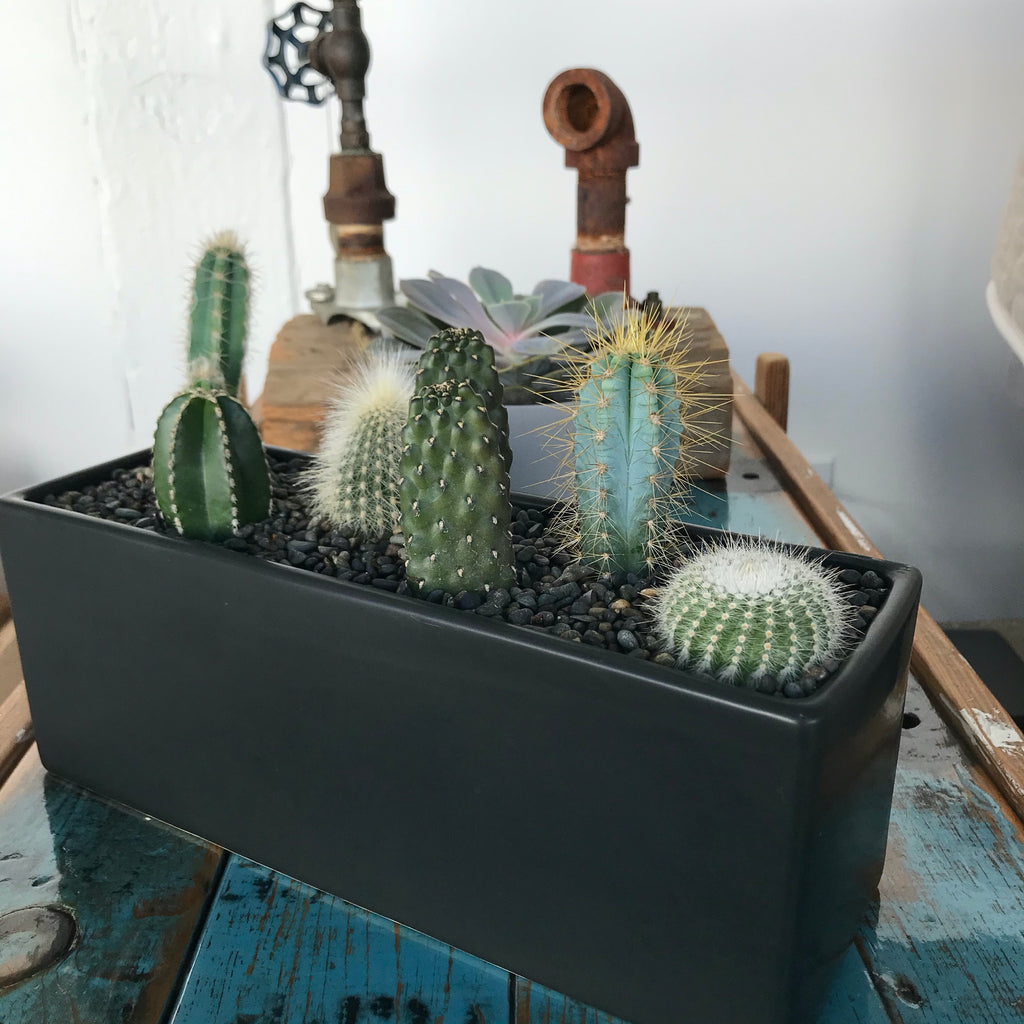 Cactus Mix