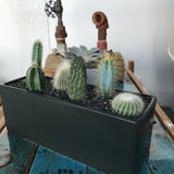 Cactus Mix
