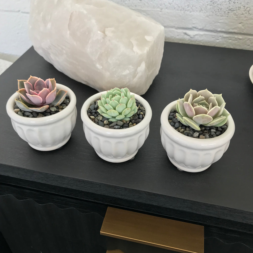 Echeveria Mix