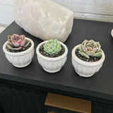 Echeveria Mix