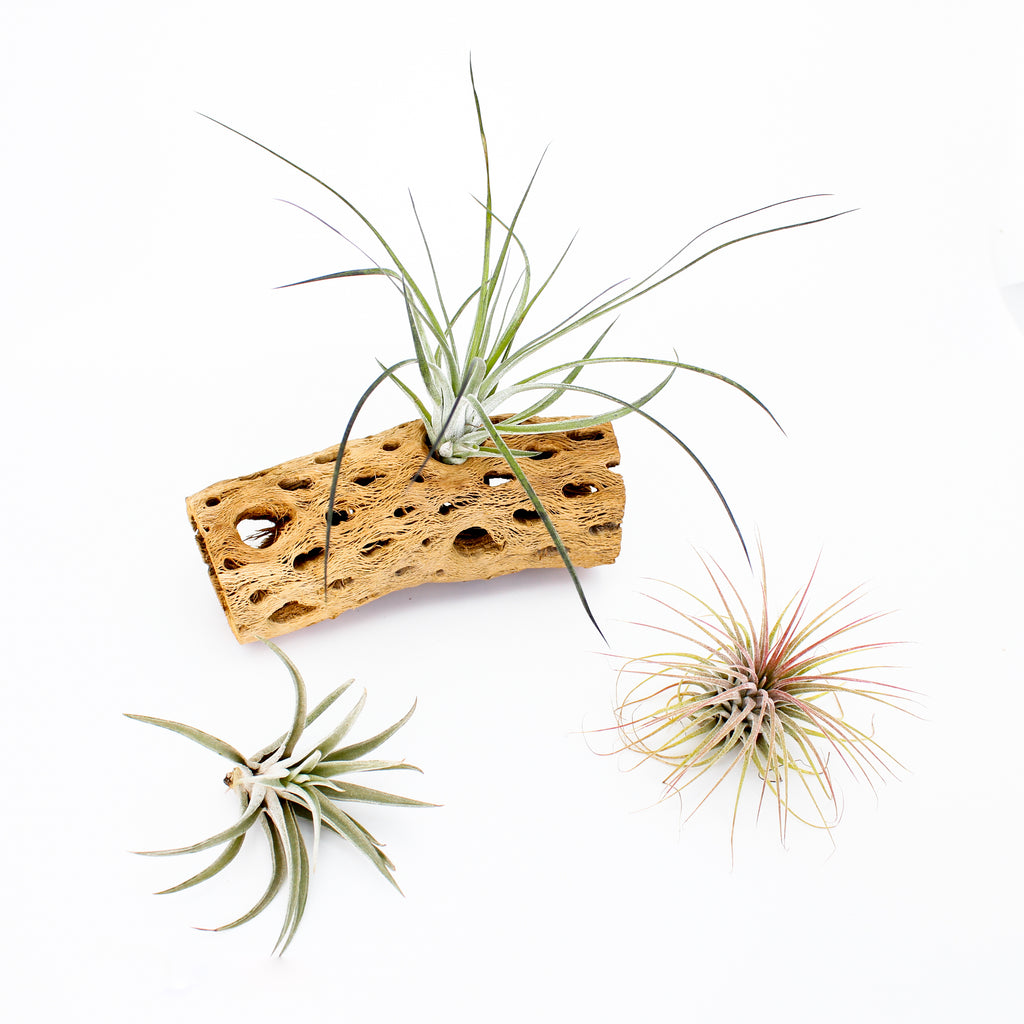 Air Plant Collection - Beginner (3 Pack)