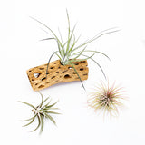 Air Plant Collection - Beginner (3 Pack)