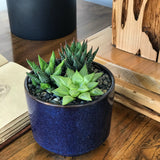 Haworthia Mix