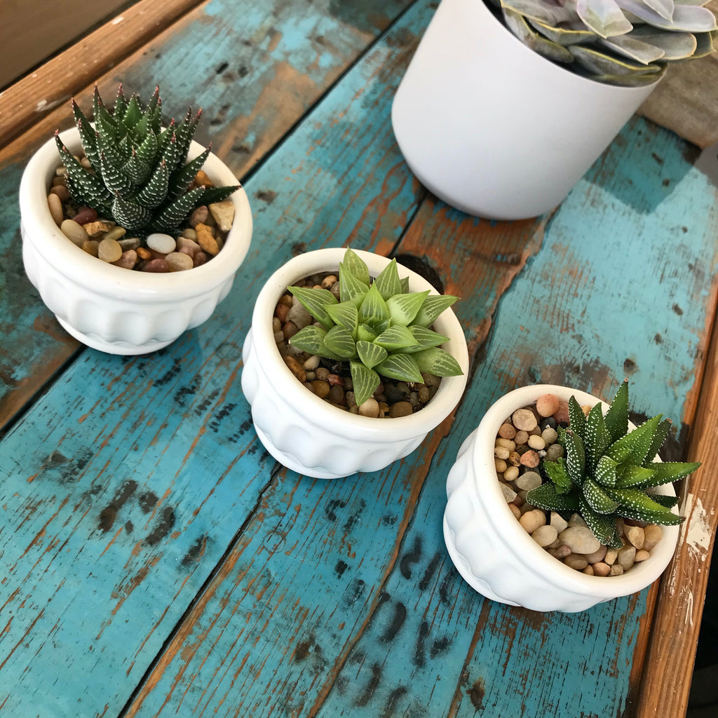 Haworthia Mix