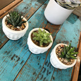 Haworthia Mix