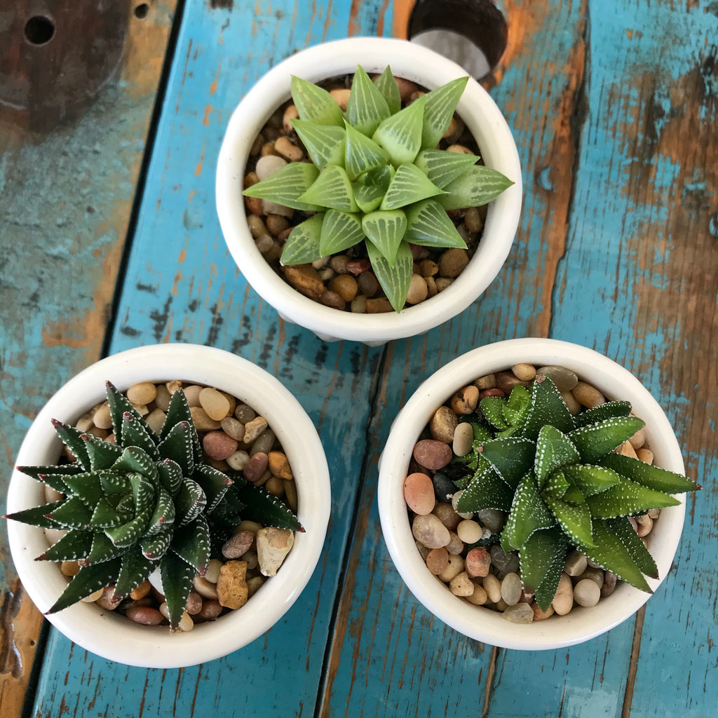 Haworthia Mix